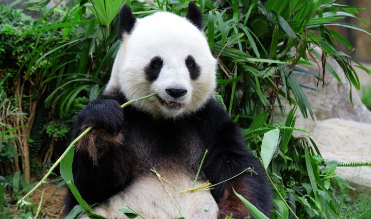 Giant panda eating bamboo