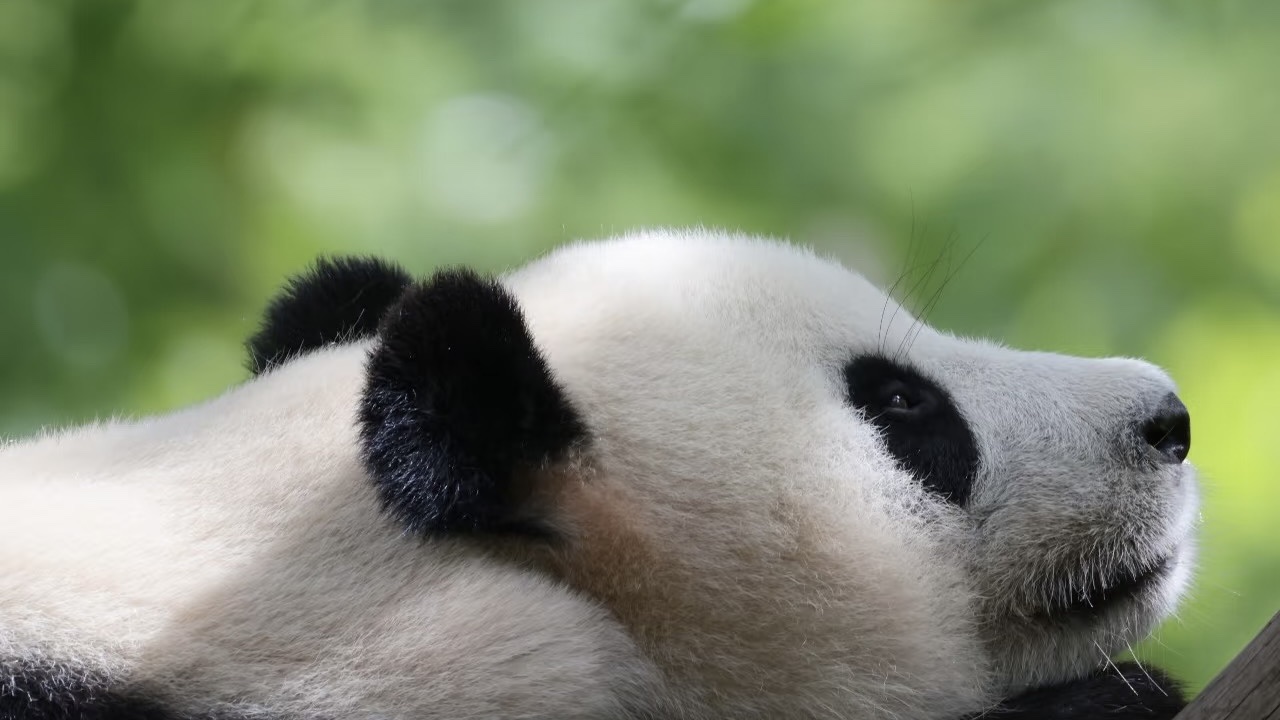 Wolong Giant Panda Reserve